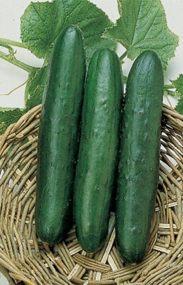 Sweet Slice Cucumber are fast-cropping slicing cucumbers that are ready to pick in 50-60 days