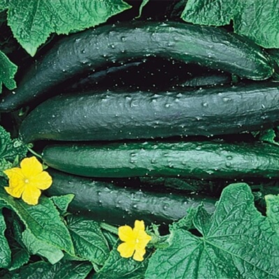 Sweet Success Cucumber is a mildly flavoured, seedless hybrid that grows to around 14 inches long on vines