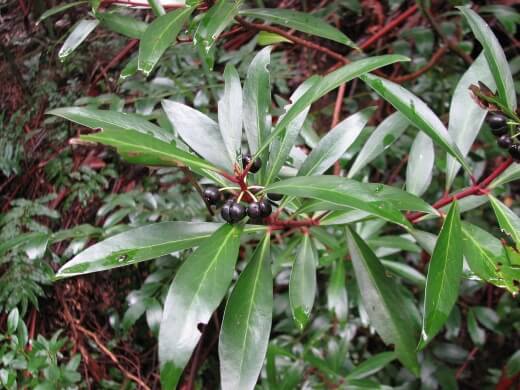 Tasmanian Pepperberry is one of the most exciting ingredients to grow in Australia