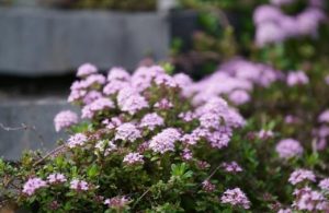 How to Grow Creeping Thyme in Australia : AGT