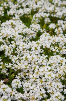 Thymus praecox ‘Alibiflorus’ commonly known as White creeping thyme