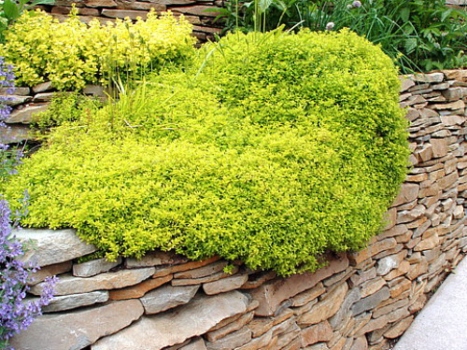 Thymus pulegioides ‘Archers Gold’ known as Archer’s gold thyme