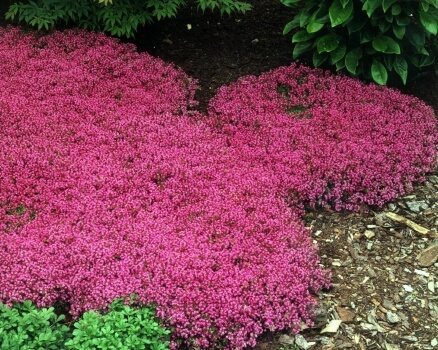 Thymus serpyllum ‘coccineus’ known as Red creeping thyme