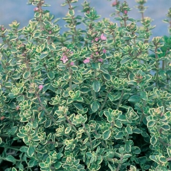 Variegated lemon thyme has gorgeous foliage, with tiny leaves bordered in bright white that fades into a silver-green