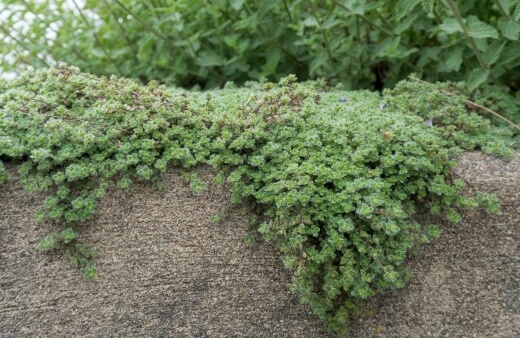 Woolly thyme is native to the UK and Western Europe so grows best in cooler conditions and is well suited to southern Australia and Tasmania