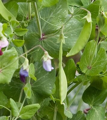 Yakumo Snow Peas are the perfect pea for passionate and dedicated gardeners