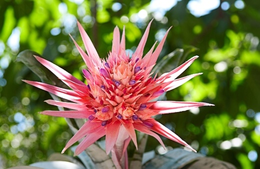 Aechmea is a well-growing epiphyte that is tank flowering