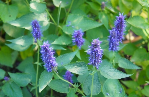 Agastache foeniculum commonly known as Anise Hyssop