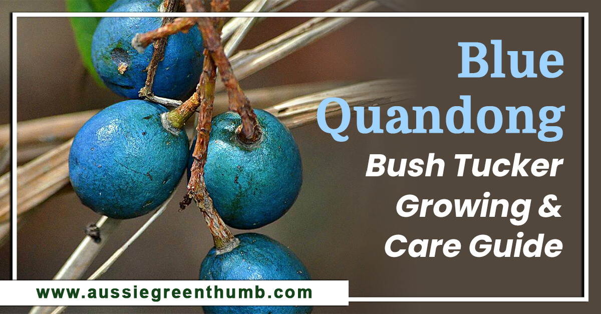 Blue Quandong Bush Tucker Growing & Care Guide Gardening Daily