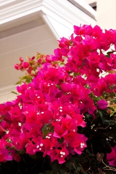 Bougainvillea ‘Barbara Karst’ is water-wise and evergreen in warmer climates