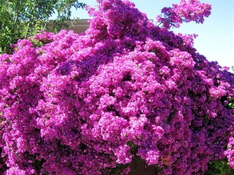 Bougainvillea ‘Cherry Blossom’ is a striking variety, with gentle pink-tipped flowers