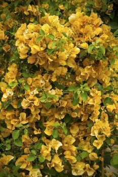 Bougainvillea ‘Gold Rush’ is great for growing along a trellis or wall or as a bougainvillea ground cover