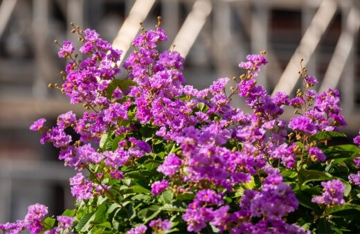 Bougainvillea ‘Purple Queen’ has deep plum coloured flowers