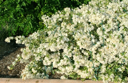 Bougainvillea ‘White Stripe’ is a stunning summer annual, which can offer an elegant touch to your garden