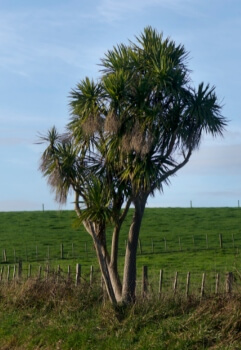 Cabbage Tree (Cordyline Australis) has remarkably long and dark leaves, with a hardwood stem