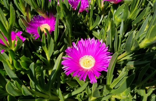 Carpobrotus aequilaterus commonly known as angled pigface, Chilean pigface, or sea fig