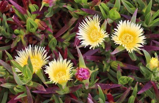 Carpobrotus edulis common names are hottentot-fig, sour fig, ice plant or highway ice plant