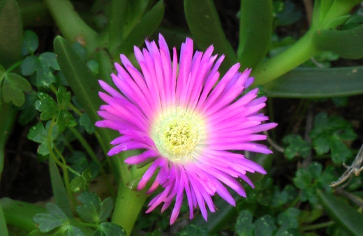 Carpobrotus glaucescens commonly called pigface or iceplant