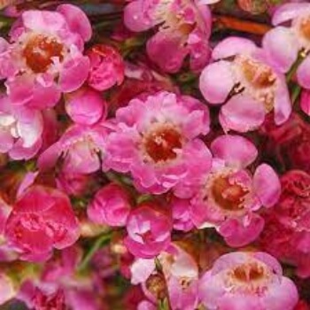 Chamelaucium Strawberry Surprise has gorgeous pink flowers with frilly petals