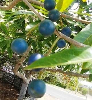 Conditions for Planting Blue Quandong