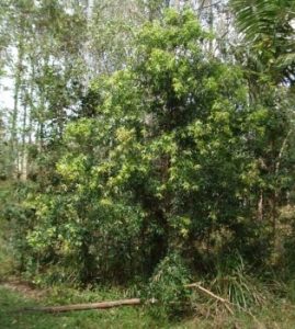 Podocarpus elatus (Illawarra Plum) Growing Guide