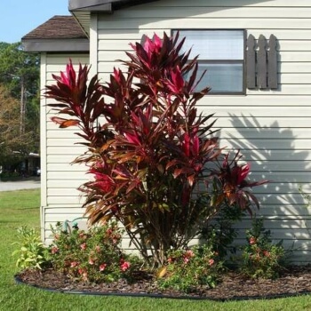 Cordyline fruticosa 'Calypso Queen' has fantastically dark, ruby-maroon leaves, which are incredibly striking