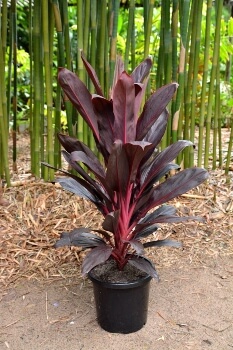 Cordyline fruticosa 'Firebrand' leaves transition from pink to maroon