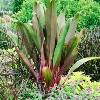 Cordyline fruticosa 'Hilo Rainbow' has differently coloured foliage, starting with dark green at the base and fading into burgundy