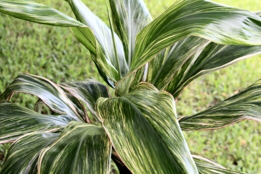 Cordyline fruticosa 'Oahu Rainbow' has intricate dark green leaves with white and cream streaks along with the leaves