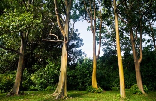 Eucalyptus deglupta is also known as Rainbow gum and Mindanao Gum