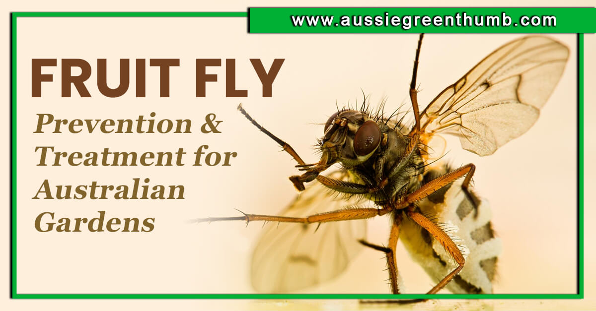 Fruit Fly – Prevention & Treatment for Australian Gardens