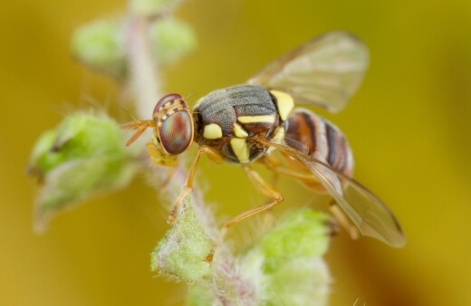 Fruit Fly Species in Australia