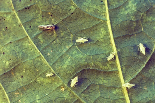 Glasshouse leafhopper may affect Tristaniopsis Laurina