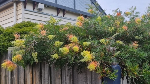 Grevillea Peaches and Cream used for hedging