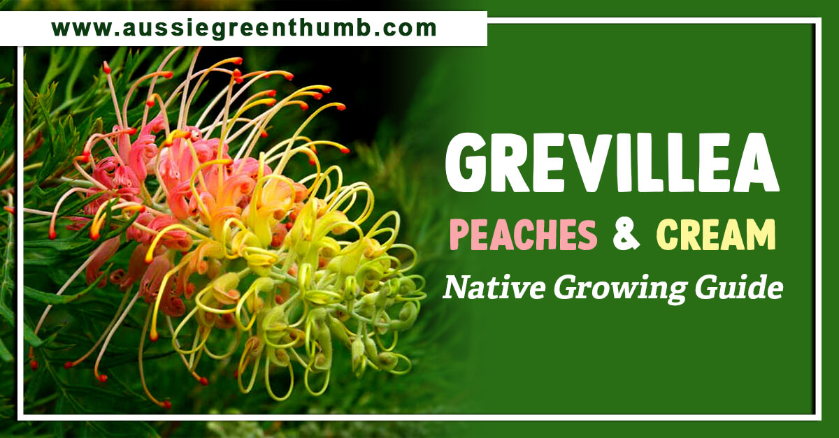 Grevillea Peaches and Cream – Native Growing Guide