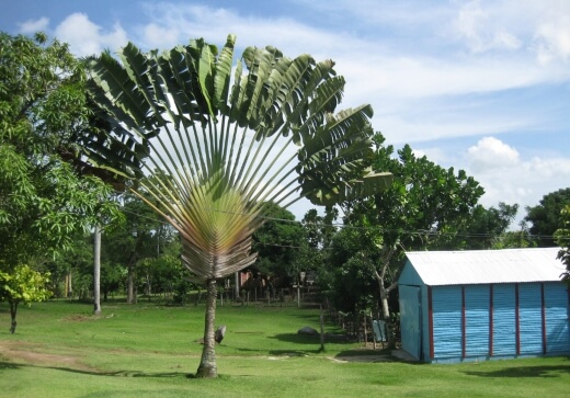 Growing Travelers Palm in Australia