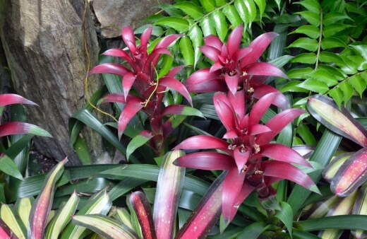 Guzmania is a shade-thriving species with stunningly dark and shiny leaves