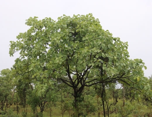 How to Care for Kakadu Plum Tree