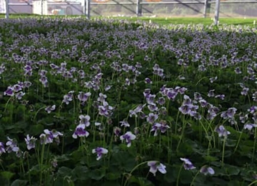 How to Care for Native Violet