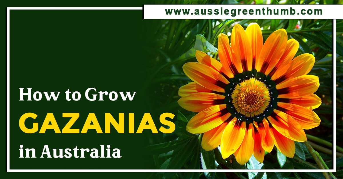 How to Grow Gazanias in Australia AGT