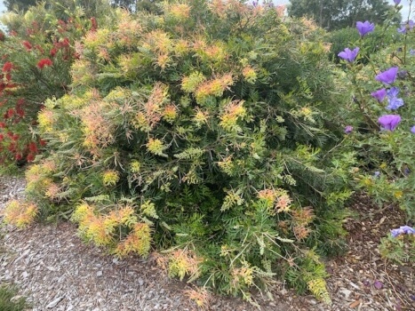 How to Grow Grevillea Peaches and Cream in Australia
