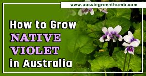 How to Grow Native Violet in Australia
