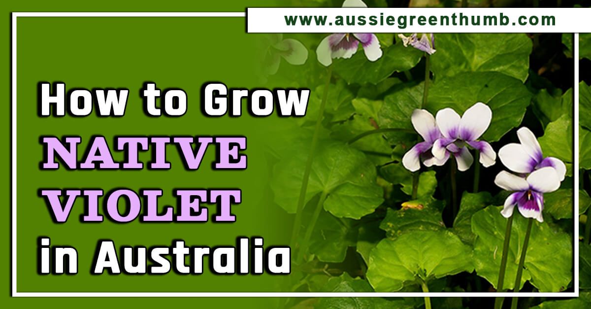How to Grow Native Violet in Australia AGT