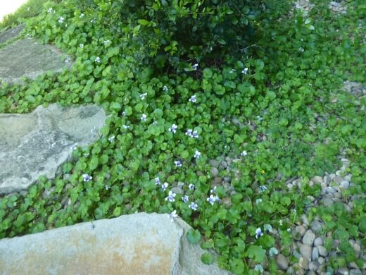 How to Grow Native Violet