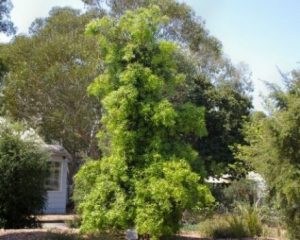 Podocarpus elatus (Illawarra Plum) Growing Guide