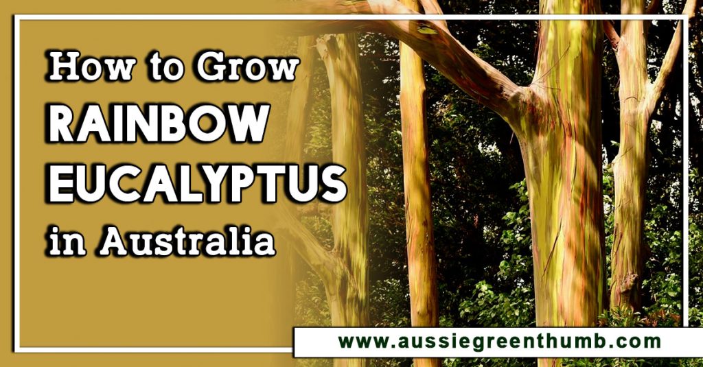 How to Grow Rainbow Eucalyptus in Australia