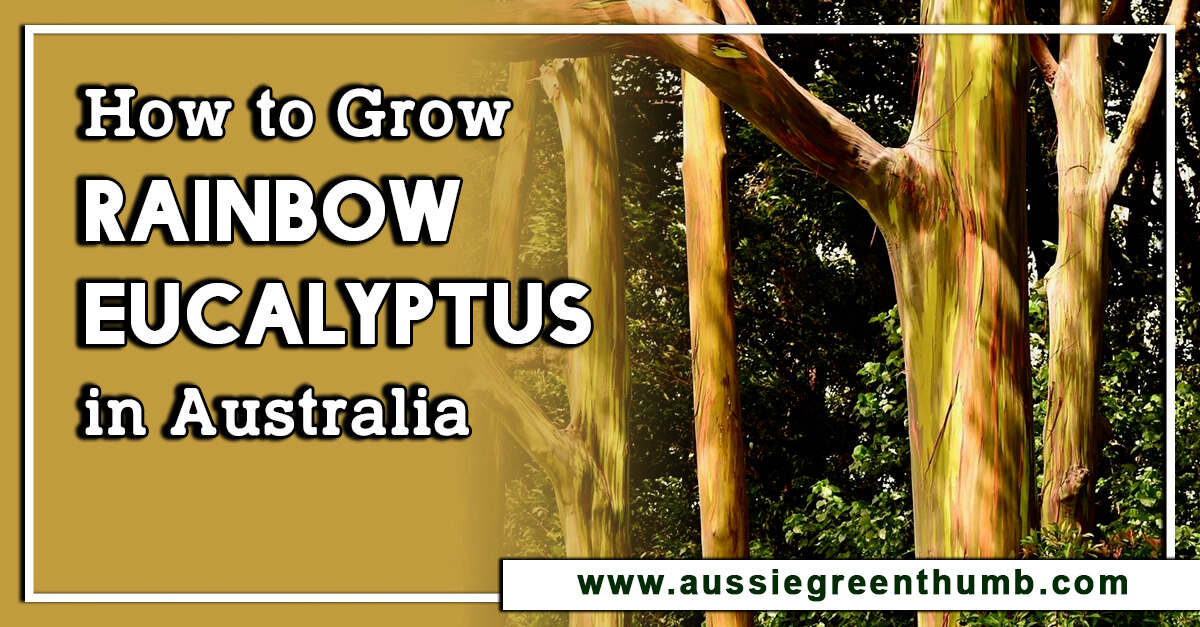 How to Grow Rainbow Eucalyptus in Australia AGT