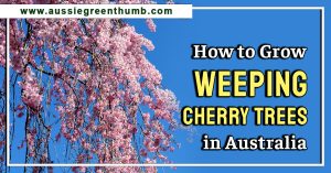 How to Grow Weeping Cherry Trees in Australia