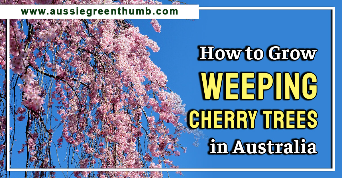 How to Grow Weeping Cherry Trees in Australia AGT