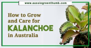 How to Grow and Care for Kalanchoe in Australia